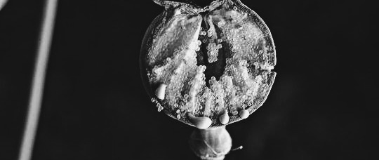 OPIUM /HORUS W.&nbsp;SCHENOUDA